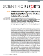 Differential transcriptional responses to Ebola and Marburg virus infection in bat and human cells