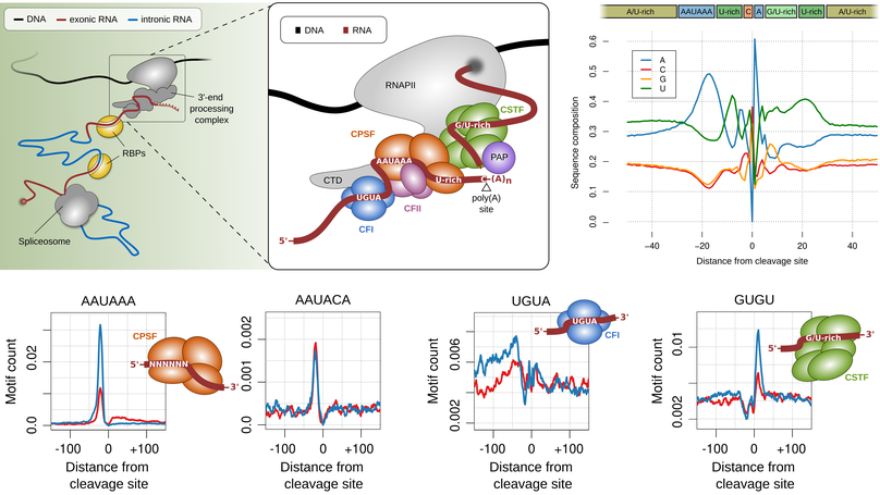 Alternative cleavage and polyadenylation in health and disease